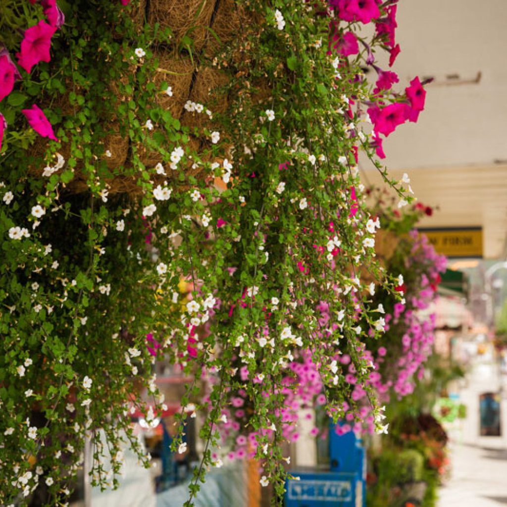 flower-pots